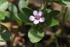 Dyschoriste microphylla