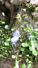 Campanula rotundifolia