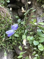 Campanula rotundifolia