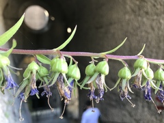 Campanula rapunculoides