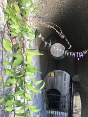 Campanula rapunculoides