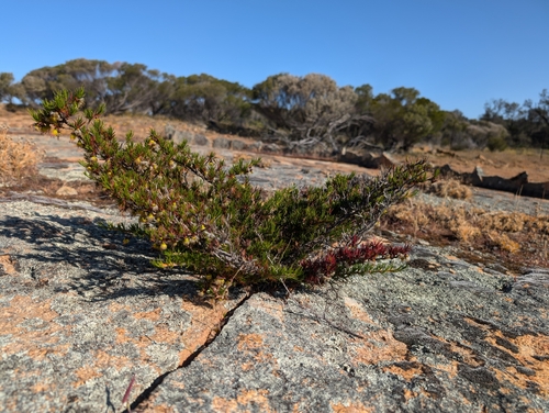 Verticordia staminosa