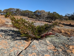 Verticordia staminosa