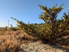 Verticordia staminosa, photograph (c) Cal Wood, some rights reserved (CC BY)