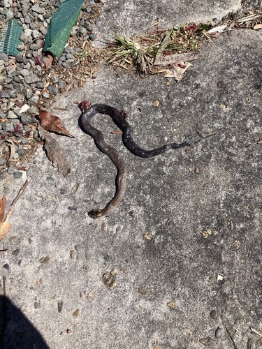 Golden-crowned Snake sighting