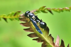Zethus spinipes variegatus