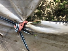 Conocephalus magdalenae