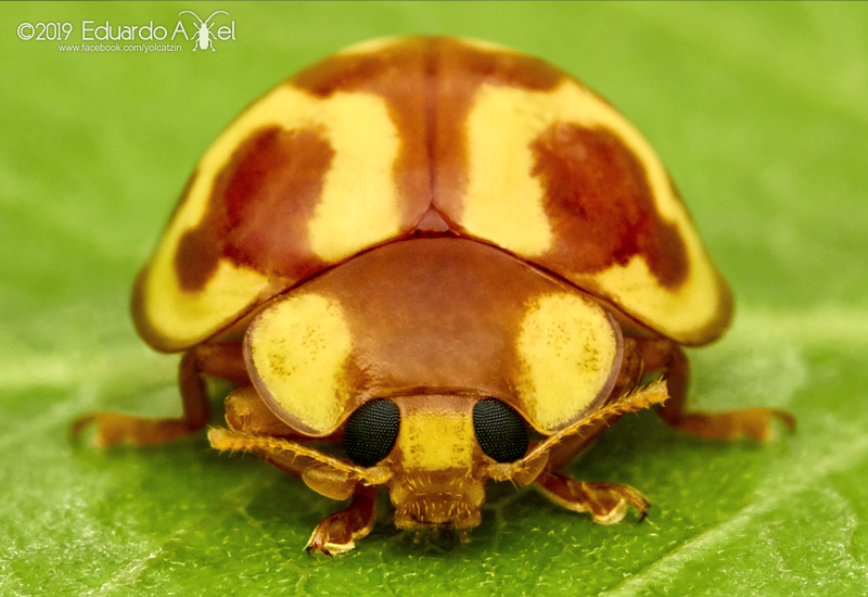Neocalvia
