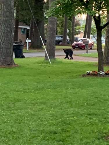 American Black Bear photographed in Virginia