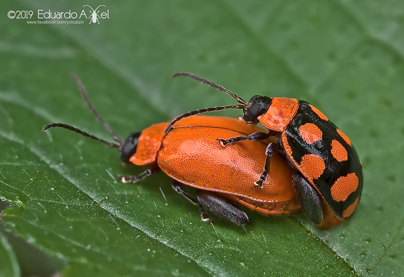 Alagoasa bipunctata