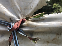 Conocephalus magdalenae