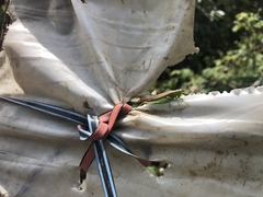 Conocephalus magdalenae