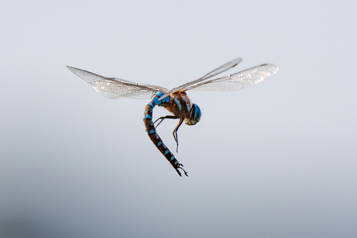 iNaturalist observation photo of Blue-eyed Darner