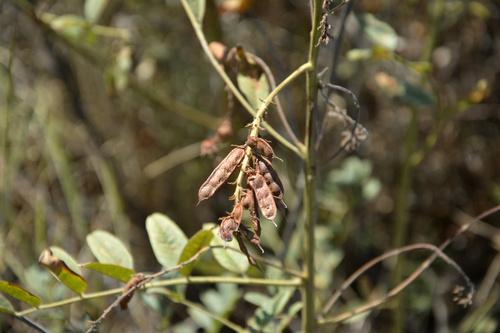 Glycyrrhiza glabra iNat (2)