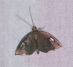 Perispasta caeculalis