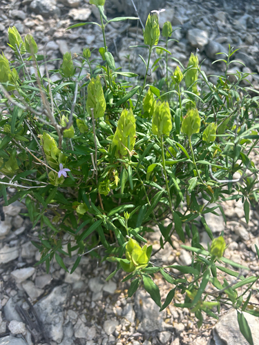 Image of Yeatesia platystegia by no rights reserved