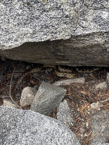 iNaturalist observation photo of Great Basin Gopher Snake