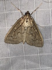 Framinghamia helvalis