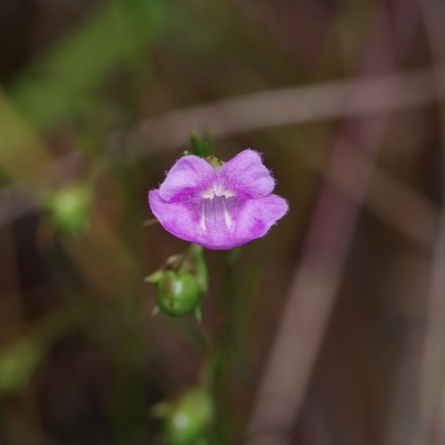 green false foxglove (Agalinis viridis)