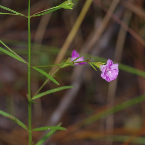 Image of Agalinis viridis by (c) Michelle W. （鍾偉瑋）, some rights reserved (CC BY)