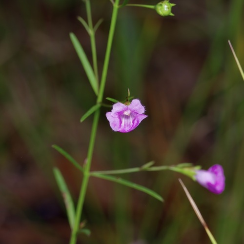Image of Agalinis viridis by (c) Michelle W. （鍾偉瑋）, some rights reserved (CC BY)