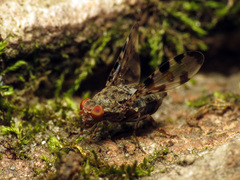 Pseudotephritis approximata