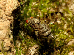 Pseudotephritis approximata