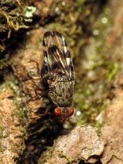 Pseudotephritis approximata