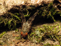 Pseudotephritis approximata