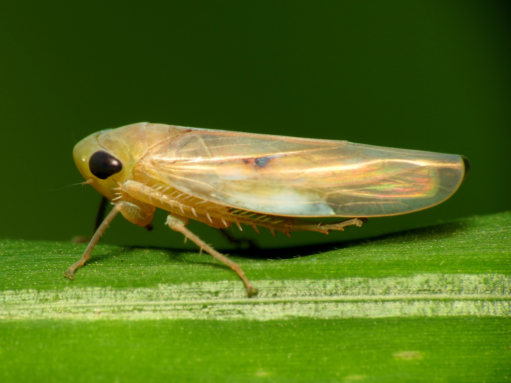 Chlorotettix