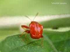 Clinolabus melanocoryphus