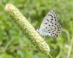 Pseudophilotes baton