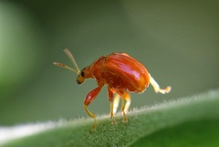 Clinolabus melanocoryphus