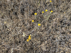 Chaenactis glabriuscula