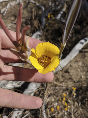 Calochortus concolor