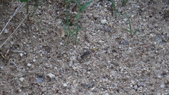 Cicindela sedecimpunctata