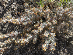 Acmispon argophyllus