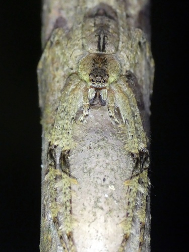 Photo of Australian Lichen Spider (Pandercetes gracilis)