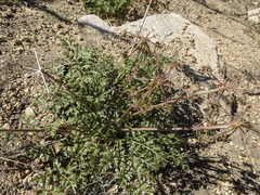 Tauschia parishii