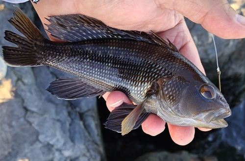 Black Sea Bass