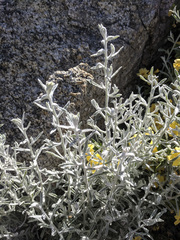 Pseudognaphalium thermale