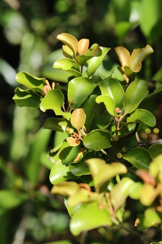 Image of Taxillus chinensis by no rights reserved