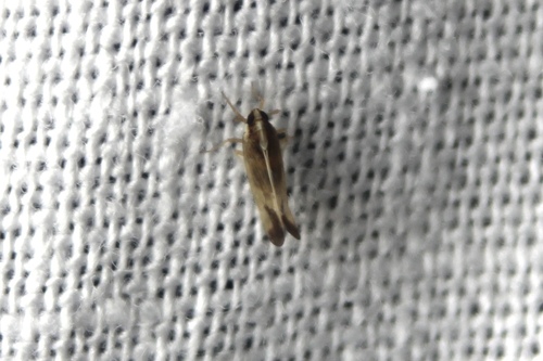 Tagosodes orizicolus, 2024-10-05