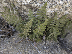 Myriopteris covillei