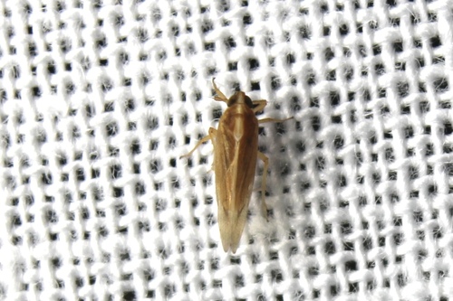 Tagosodes orizicolus, 2024-10-05