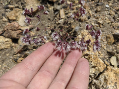 Sidotheca emarginata