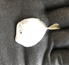 Selene setapinnis