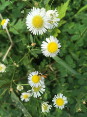 Sphaerophoria menthastri