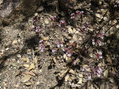 Sidotheca emarginata