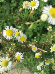 Sphaerophoria menthastri